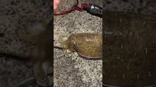 イカを釣ってビデオ通話してる友人に締めるやり方を伝えたい