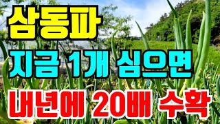 (나눔 종료)한번심어 평생먹는 신기한 삼동대파 심는방법 키우는 방법