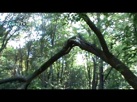 Curaj.TV - Pomi doborâţi de furtună la Valea Morilor