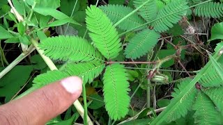 Download lagu Tanaman Putri Malu (Mimosa Pudica) mp3