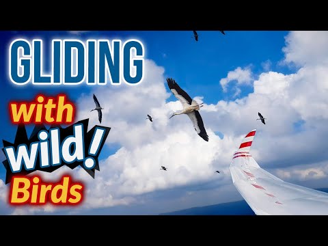 Glider Pilot helped by Birds