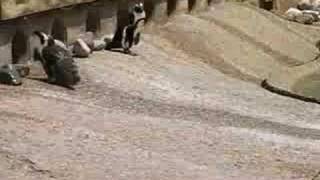 In my Past life i was a Animal Planet narrator ;)