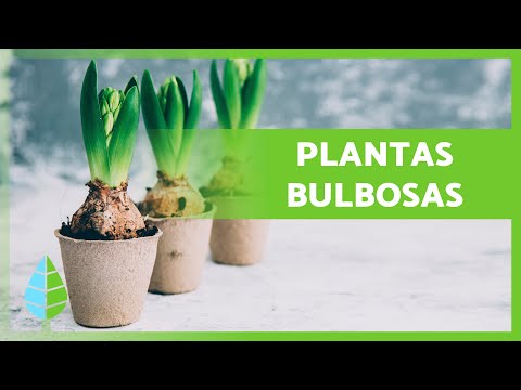 , title : '7 PLANTAS de BULBOS 🌷🧅 + Características y Reproducción'