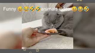funny animal videos | funny animals | funny dog videos | funny cat vidos