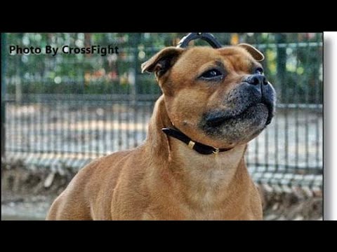 WW11 Int. UK. Ch. Brittstaff By Jove Over Dumbriton