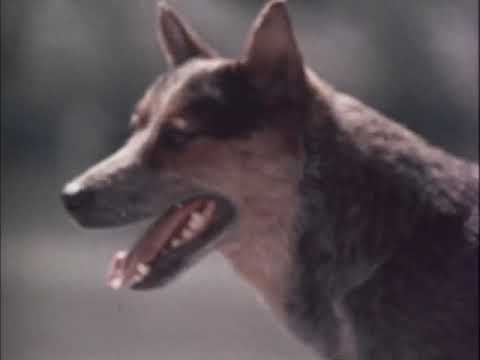 Malcolm Douglas - Australia - Follow The Sun (Part 2)  1972