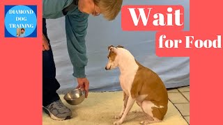 How To Train Your Dog To Wait For Food