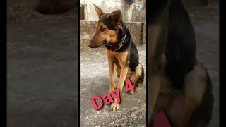 Parvo virus Recovery 1 to 6 Day 😎😎😎#shorts #youtubeshorts