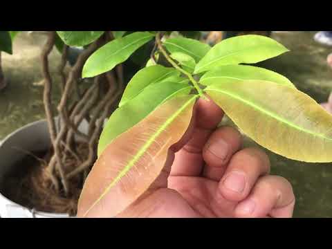 Chia sẻ cách tạo nụ trong mùa mưa khi đọt non vẫn đi