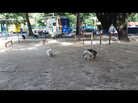 Brincando num parquinho pra cachorro