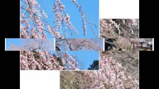 大和路五つの桜巡り　バスツアー