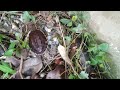 Baby Turtle In New Home Turtles Yongsieutv Mo4ke