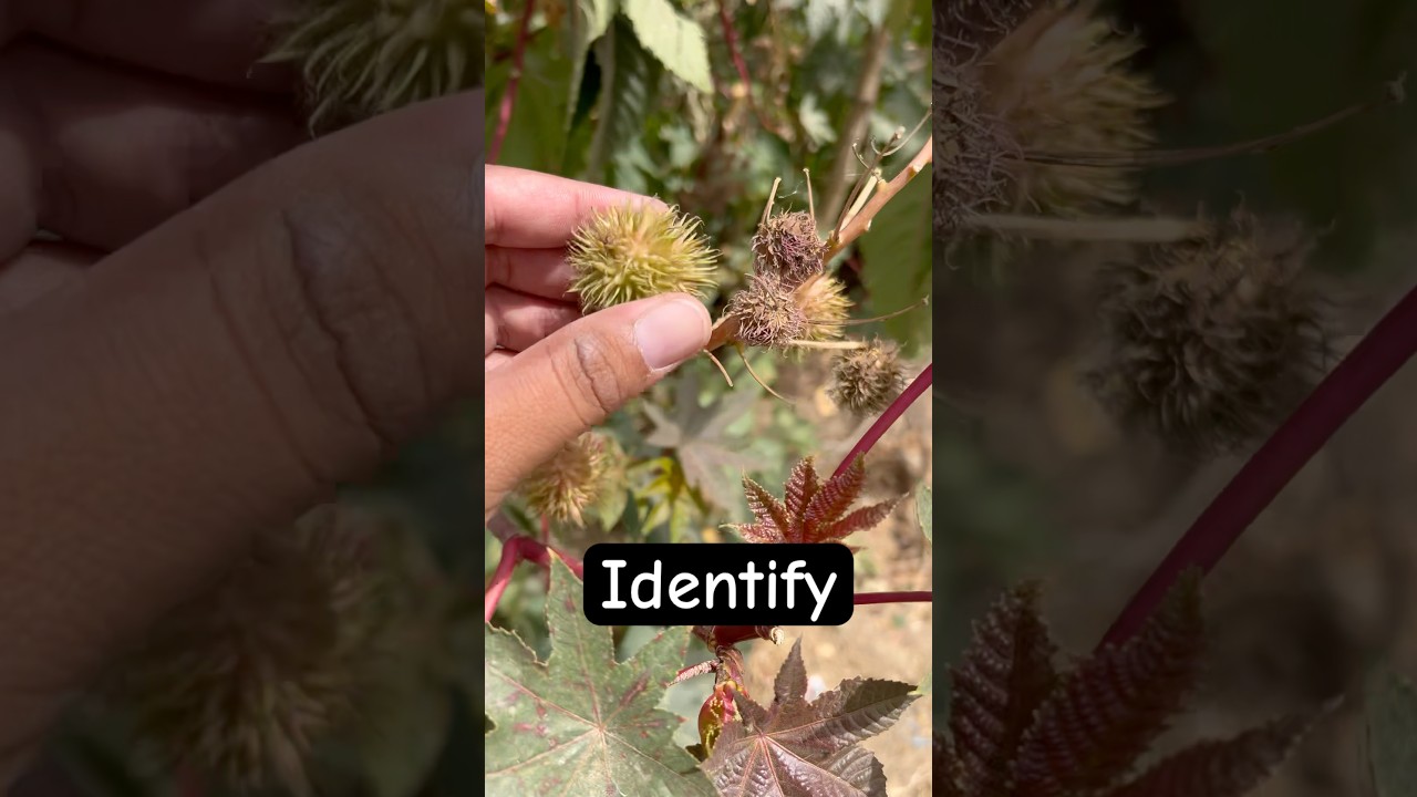 Identify please #fruits