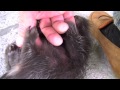 Playful Baby Porcupine