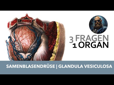 3 Fragen 1 Organ Samenblasendrüse, Glandula vesiculosa | Anatomie Prüfung