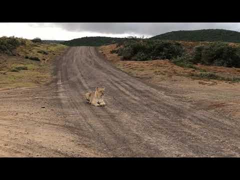 Lion calling at Shamwari Game Reserve