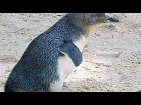 funky penguin