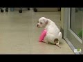 Only a Precious Puppy Could Make Wearing Casts Look So Cute