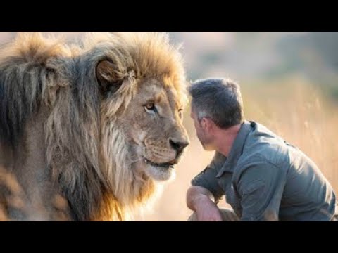 Lion Documentary - The Lion Ranger : [Death in the Kingdom] | Wild Planet