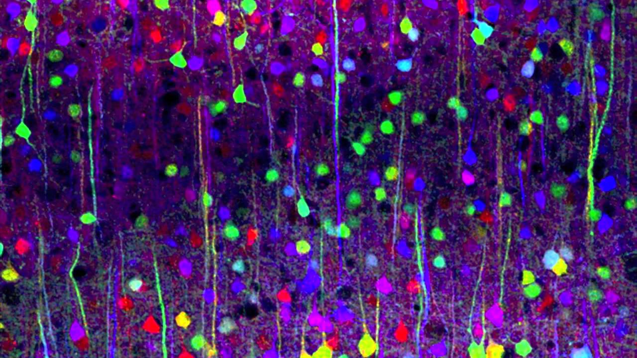 Portraits of the Mind: Visualizing the Brain from Antiquity to the 21st Century