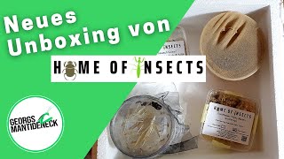 Eine neue Mantidenart: Unboxing und Tausch mit Home of Insects
