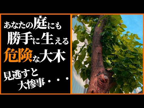 棘とか棘とか?違いを見分ける方法は次のとおりです 庭の練習