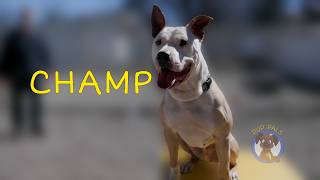 Video preview image #1 American Bulldog-Labrador Retriever Mix Puppy For Sale in Rockaway, NJ, USA