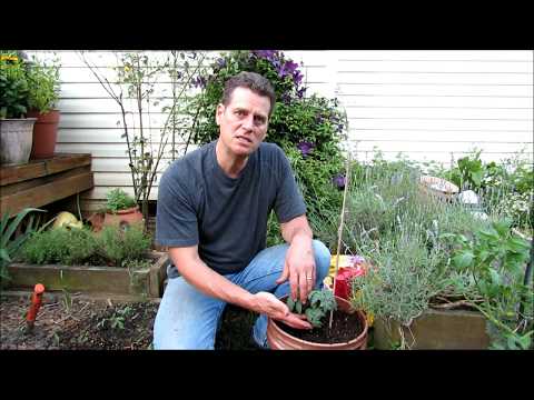 download lagu mp3 mp4 Potting Mix For Tomatoes, download lagu Potting Mix For Tomatoes gratis, unduh video klip Potting Mix For Tomatoes