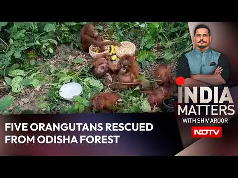 5 Baby Orangutans In Odisha Forest