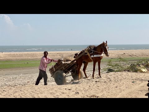 Kashi Vishwanath Beach Mandvi Kutch || The Village Life ||
