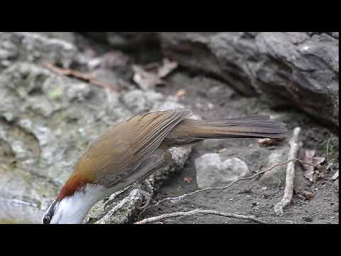 Šabľozob obočnatý (Pomatorhinus schisticeps) — správanie, biotop a hlas