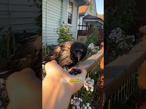 ذكاء الغراب الخارق: ماذا يحدث عندما تطعم غراباً واحداً؟ #عالم_الحيوانات