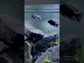 StephanEic hat das Video Placidochromis Gissel Streitereien (kMZfBR3zTP0) zum Beispiel Malawi Aquarium Mbuna/ Nonmbuna hochgeladen.