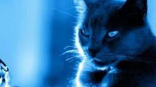 ROBERTO CARLOS - UN GATO EN LA OBSCURIDAD