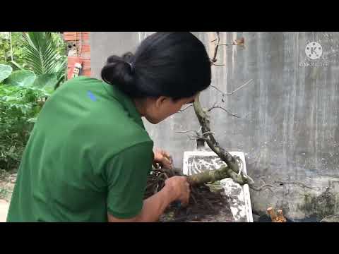 Cải tạo bộ rễ, trồng lại 1 cây mai cúc zin không rụng cánh hoa