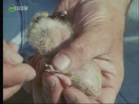 Look and Read - Geordie Racer - Episode 3 - Pigeon Post