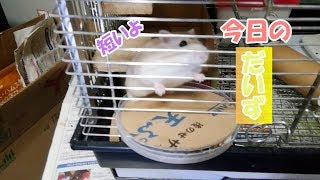 だいず(1F)ジャンガリアンハムスター
