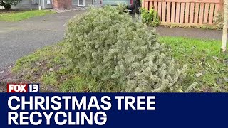 Where to recycle your Christmas tree in Seattle | FOX 13 Seattle