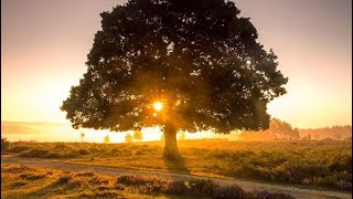 The Woodland Chronicles Week 27 – The New Heart Wave