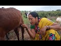 Viral Fantastic Milking Vlog