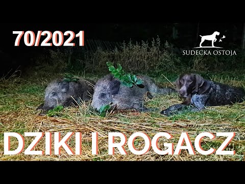 SUDECKA OSTOJA 70/2021. Hunting Wild Boars in Poland. Deer Rut and Calling using Lures