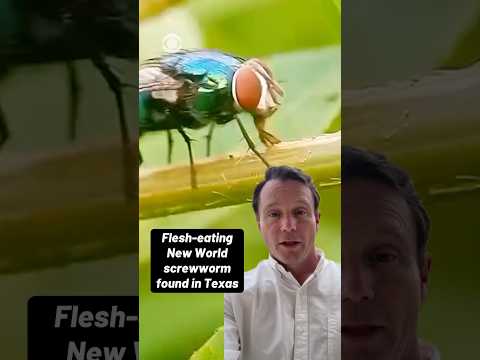 Flesh-eating New World screwworm found in Texas #shorts