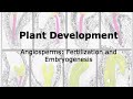 Plant Development In Angiosperms Fertilization And Embryogenesis