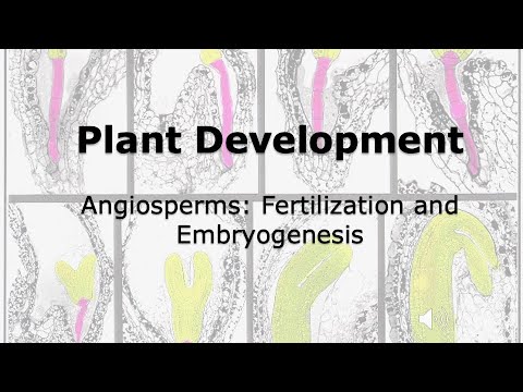 Plant Development in Angiosperms: Fertilization and Embryogenesis