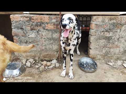 Nirvi the Dalmatian | Dalmation Puppy Tamil | Dalmatian two months puppy 8th Week |