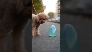トイプードルとスライム(sora2生成動画) #dog