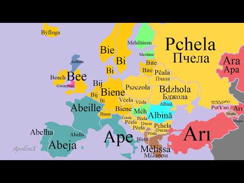 Insects | European Languages Comparison