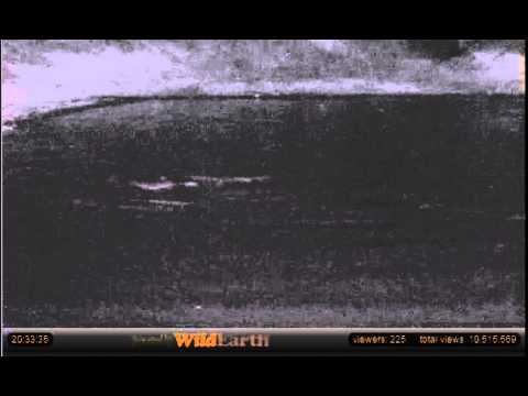 Jan 31 Djuma Cam: Elephants Swimming