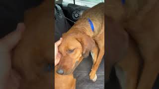 Video preview image #1 Borador Puppy For Sale in Mt. Laurel, NJ, USA