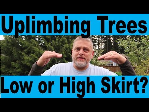 Raising the Skirt, Lifting the Canopy, and Uplimbing - Decision on whether to trim branches of trees